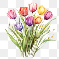 PNG  Small bouquet of colorful tulips in grass art illustration watercolor.