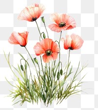 PNG  Small bouquet of Poppies in grass poppies poppy illustration.