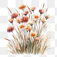 PNG  Small bouquet of Strawflowers in grass art illustration watercolor.