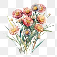 PNG  Small bouquet of Strawflowers in grass art illustration watercolor.