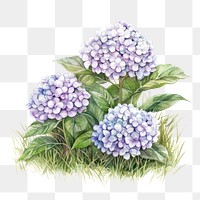 PNG  Small bush of Hydrangeas on grass art illustration watercolor.