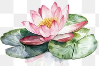 PNG  Water lily art illustration watercolor.