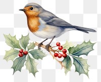 PNG  Robin animal holly bird. 