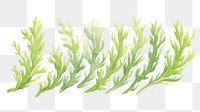 PNG Seaweed as divider watercolor herbal plant herbs.