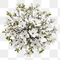 PNG Real magnolia tree blossom flowers white.