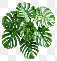 PNG Real monstera plant leaves leaf background.