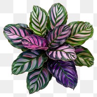 PNG Real calathea plant leaves leaf purple.