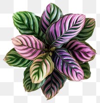 PNG Real calathea plant leaves leaf photography.