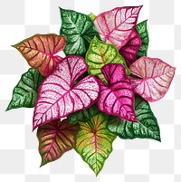 PNG Real caladium bush leaves leaf vibrant.