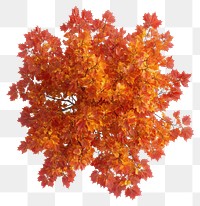 PNG Real red maple tree leaves leaf photography.