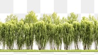 PNG Weeping willow forest vegetation background landscape.