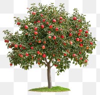 PNG Real apple tree apples background isolated.