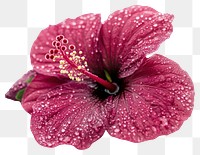 PNG Real hibiscus flower petals dew-covered.