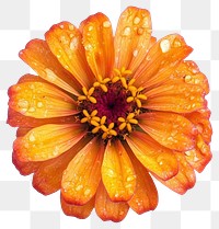 PNG Real zinnia flower petals photography.