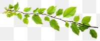 PNG  Beech leaves tree branch plant. 