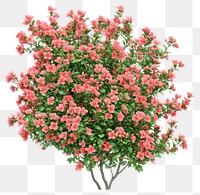 PNG Real pink flower bushes flowers plant ornamental.