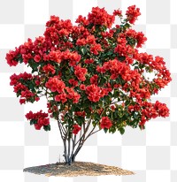 PNG Real red flower bushes plant bougainvillea ornamental.