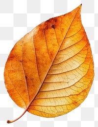 PNG Real Autumn leaf isolated autumn orange.