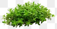 PNG  Thyme herbs plant leaf. 