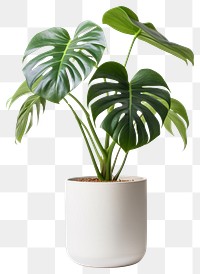 PNG  Monstera tree planted leaf vase white background. 