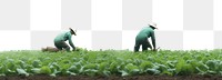 PNG  Vegetable field plant plantation. 