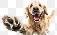 PNG Dog smiling and waving to a camera background retriever golden.