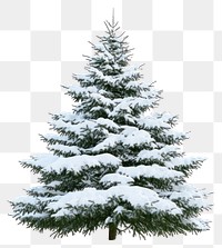 PNG Real Christmas tree decoration christmas white.