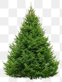 PNG Real Christmas tree decoration christmas christmas tree.