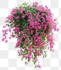 PNG Real hanging flower bushes flowers plant pink.