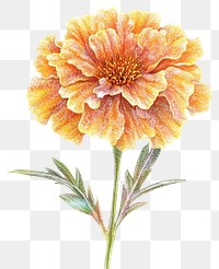 PNG  Marigold flower illustration marigold.