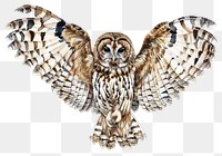 PNG Detailed owl illustration with wings