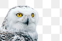 PNG Snowy owl animal beak bird.