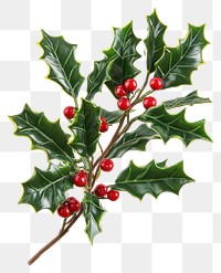 PNG Festive holly branch with berries