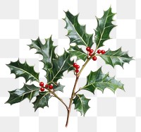 PNG Festive holly branch with berries