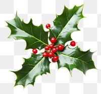 PNG Festive holly leaves and berries