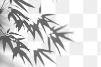 PNG Bamboo shadows on white background