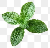 PNG Fresh mint leaves on white