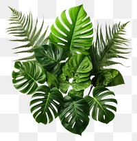 PNG Tropical plants leaf white background freshness. 