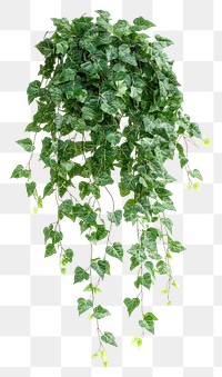 PNG Lush hanging ivy plant decor