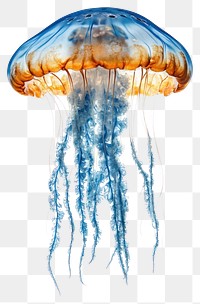 PNG Jellyfish animal orange blue.