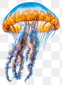 PNG Jellyfish animal invertebrate photography.