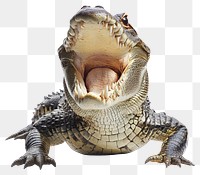 PNG Crocodile roaring alligator reptile animal.