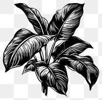 PNG Tropical plant illustrated drawing sketch.