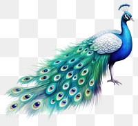 PNG Peacock animal bird white background. 