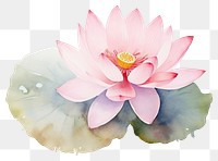 PNG Background lotus flower petal plant.