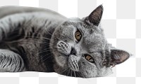 PNG Relaxed gray cat lying down