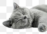 PNG Sleeping grey cat peaceful rest