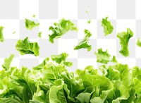 PNG Lettuce leaves backgrounds vegetable salad.