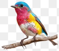 PNG Colorfull Bird bird animal branch.