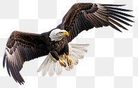 PNG Flying bird animal eagle.